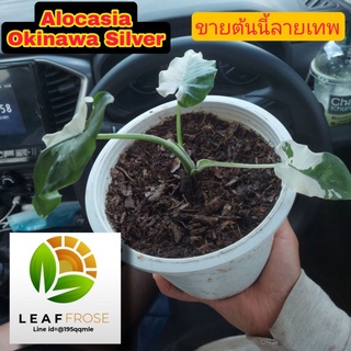 Alocasia Okinawa Silver กระถาง 8นิ้ว ด่างญี่ปุ่นเเท้ อนาคตไกล อะโลคาเซีย โอกินาว่า ญี่ปุ่น