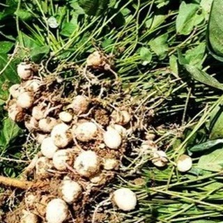 50 เมล็ด เมล็ดพันธุ์ถั่วหรั่ง เมล็ดถั่วหรั่ง ถั่วหรั่ง Bambara groundnut