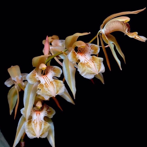 Coelogyne fuscescens var brunnea กล้วยไม้ซีโลจิเน่ เอื้องเทียนส้ม