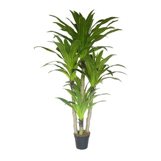 Artificial tree ARTIFICIAL DRACAENA FRAGRANS SPRING 200CM Garden accessories Garden decoration accessories ต้นไม้ประดิษฐ