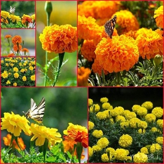 （อัตราการปลูกสูง）100เมล็ด Marigold Seeds บอนสีหายาก เมล็ดดอกไม้ ต้นไม้มงคล พันธุ์ดอกไม้ ต้นไม้จัดสวน Flower Seeds Garden