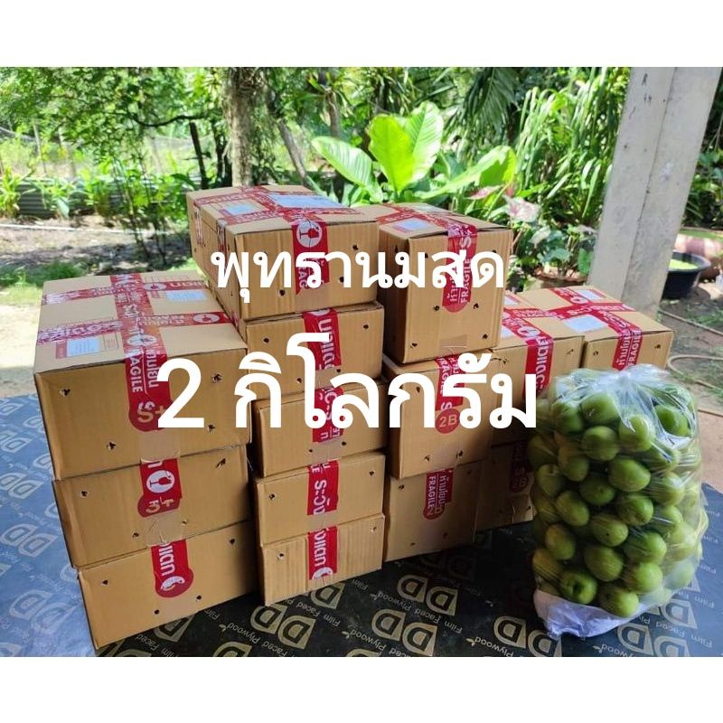ผลไม้สด พุทรานมสดวังน้ำเขียว แพ็ค 2 กิโลกรัม