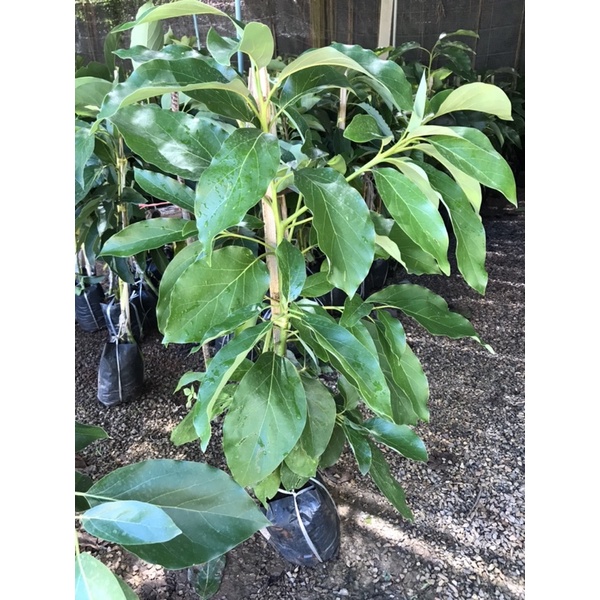 ต้นอะโวคาโด้034 ต้นสวยรากแน่น