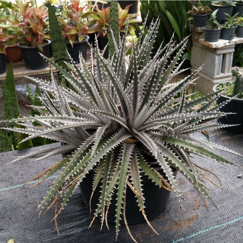 ต้นสัปปะรดหนาม Dyckia