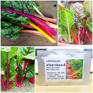 เมล็ดพันธุ์ สวิสชาร์ดคละสี (Mixed Swiss Chard Seed) บรรจุ 100 เมล็ด คุณภาพดี ราคาถูก ของแท้ 100%