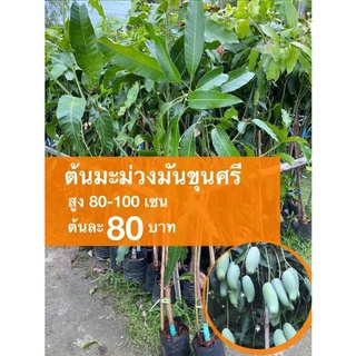 ต้นมะม่วงมันขุนศรี ต้นละ 80 บาท