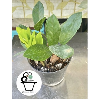 กวักมรกตใบเขียว Zamioculcas zamiifolia