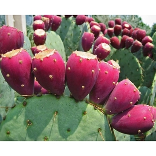 5 เมล็ด พริคลี่แพร์ผลสีแดง - Red fruit Prickly Pear