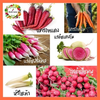 ผู้ผลิตเมล็ดพันธุ์/รวมสายพันธุ์แรดิช ผักหัว/ขายดี พันธุ์ อินทรีย์/ขายดี พันธุ์ อินทรีย์ Q7IE