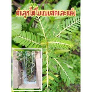 ต้นลูกใต้ใบส่งต้นสด (ต้นสดปลอดสาร)​ มีสรรพคุณมาก100กรัม50บาท