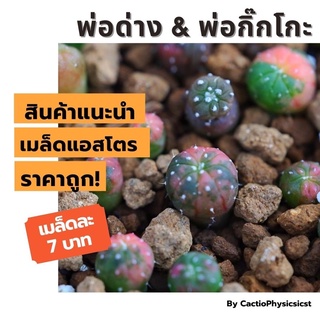 🌺 มีแถมให้ 🌺 เมล็ดแอสโตร Astrophytum ด่างแดง ส้ม เหลือง, Kikko, V-Type, Super, 5 พู, ดอกแดง