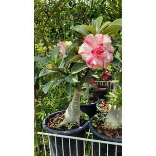 ต้นชวนชม Adenium  ไม้ประดับ ศิริมงคล ขนาดกระถาง 6" 8" และ11" จำนวน 1 ต้น