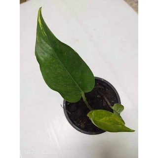 EPมาเลเซีย Epipremnum aureum (Lindl. &amp; Andre) G.S.Bunting. 