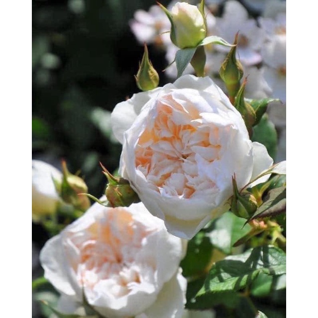“Queen of the Elves Rose