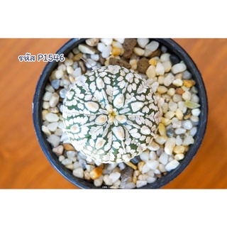 แอสโตรไฟตัม แอสทีเรียส ซุปเปอร์คาบูโตะ วี (Astrophytum asterias super KABUTO V Type)