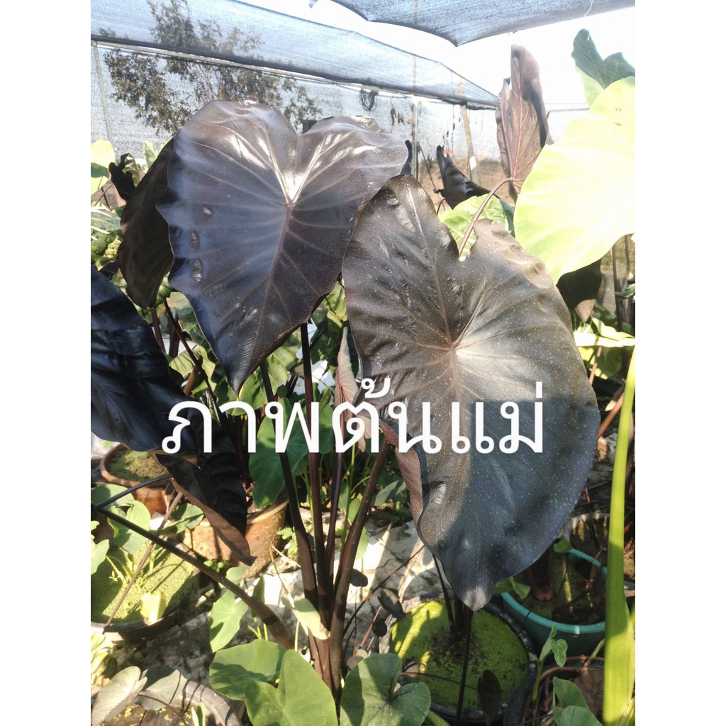 บอนดำ แบล็กโคเรล ตัดสด Colocasia esculenta ‘Black Coral’