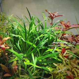 กระดุมเวียดนาม – ERIOCAULON SP. VIETNAM ต้นไม้น้ำ