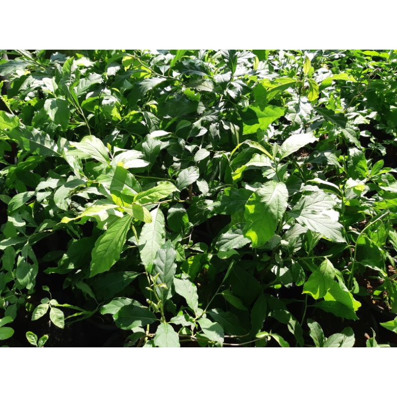 ต้นข่อยดำ หรือ พญาล้างไต สมุนไพรหายากมาก ต้นพันธุ์แข็งแรงพร้อมลงดิน - รูปที่ 3