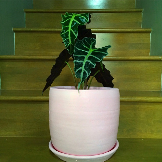 กระถางดินเผาขนาด 10 นิ้ว พร้อมจานรอง