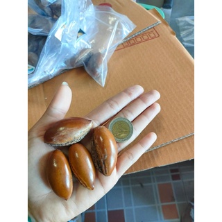 เมล็ดพันธุ์ เซียนท้อ ม่อนไข่หรือละมุดอินเดีย ซองมี6เม็ด ซองละ 29 บาท รสชาติหวานมันเหมือนละมุดผสมทุเรียน มีกลิ่นหอม เนื้อ