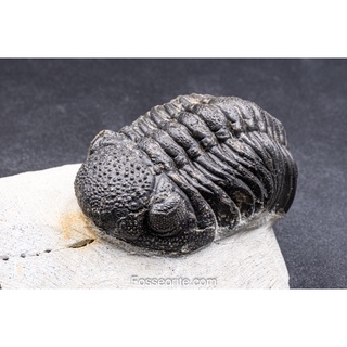 [เกรดพิพิธภัณฑ์+อายุกว่า 420 ล้านปี!!!] 57mm ฟอสซิล ไทรโลไบต์ Boeckops Skelcki Trilobite ของแท้ หนัก 207g