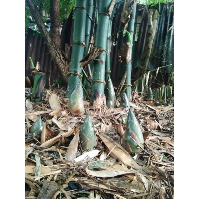 ไผ่ทองสยาม กิ่งติดรากอากาศ นำลงปลูกได้เลย