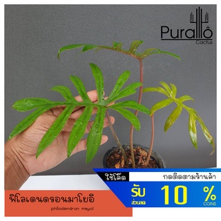 ฟิโลเดนดรอน มาโยอิ philodendron mayoi #ไม้ฟอกอากาศ #philodendron #ฟิโลเดนดรอน