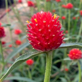 เมล็ดพันธุ์ บานไม่รู้โรย ตะล่อม ดอกสามเดือน สีแดง Gomphrena Mix Seeds Globe Amaranth หรือ Bachelor Button 100 เมล็ด