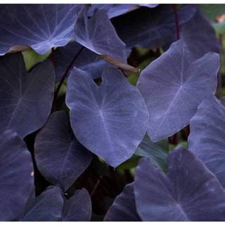 บอนดำ แบล็คเมจิก Colocasia esclulenta black magic ส่งทั้งต้นพร้อมกระถาง