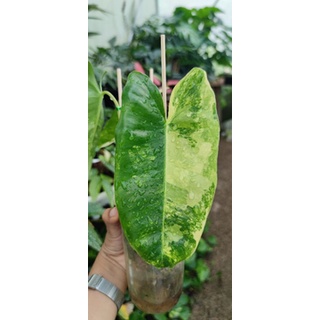 Philodendron Burle Marx Variegated เบอเบิ้ลมาร์ค