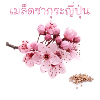 🌸🌸เมล็ดซากุระญี่ปุ่น สามารถปลูกในอากาศประเทศไทยได้ สีสดสวย🌸🌸