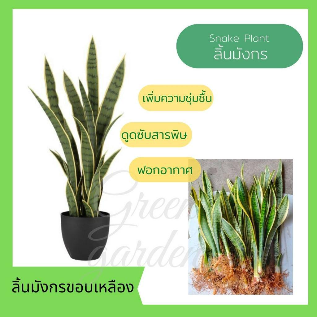 ต้นลิ้นมังกร ขอบสีเหลือง ต้นไม้ฟอกอากาศ  Air Filtering Plants พร้อมส่งแบบล้างราก