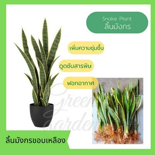 ต้นลิ้นมังกร ขอบสีเหลือง ต้นไม้ฟอกอากาศ  Air Filtering Plants พร้อมส่งแบบล้างราก