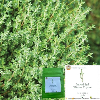 เมล็ดพันธุ์สมุนไพรไธม์ Winter thyme seed แท้ เมล็ดไธม์แท้