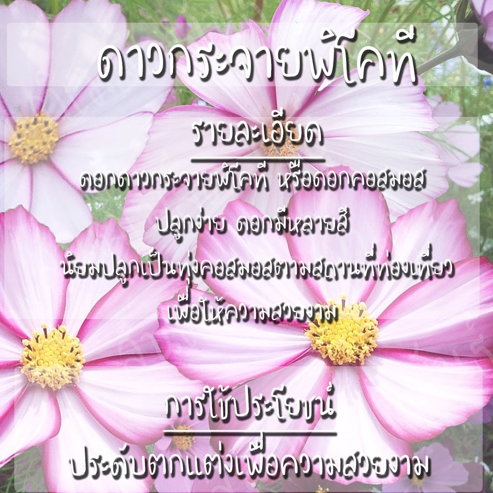 เมล็ดพันธุ์ ดาวกระจายพิโคที ดอกคอสมอส 200 เมล็ด Picotee Cosmos Flower เมล็ดพันธุ์แท้ นำเข้าจากต่างประเทศ ปลูกผัก โตไว - รูปที่ 2