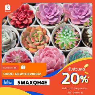 ใช้โค๊ดลด20%‼️ ซื้อ1แถม1 เฉเพาะเมล็ดMix Succulent เมล็ดไม้อวบน้ำ (50-100เมล็ด)อัตราการงอกสูง