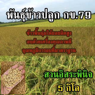 ข้าวปลูก กข79 ขนาด 5 กิโลกรัม