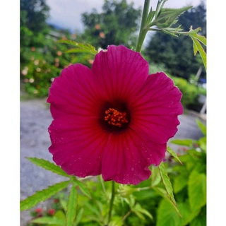 เมล็ดดอกไม้ เมล็ดปอปฏิเวธ (Hibiscus patevedii) 1 ซอง บรรจุ 10 เมล็ด