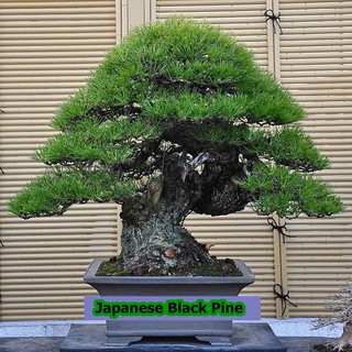 ขายส่ง เมล็ดสนดำญี่ปุ่น Japanese black pine bonsai seeds  เมล็ดพันธุ์ seeds บอนไซ Bonsai บอนไซสนดำ  wholesale