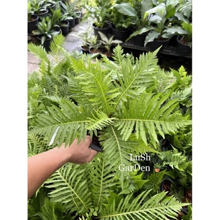 ต้นทรีเฟิร์น Rough tree fern 🍀🍀🍀