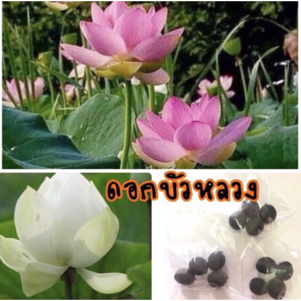 (ซื้อ4แถม1 รวมได้)เมล็ดพันธุ์บัวหลวง บรรจุชุด10เมล็ด บัวกินเม็ด บัวบูชาพระ รสหวาน กรอบ อร่อย (มีคู่มือการเพาะปลูก)