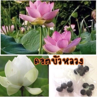 (ซื้อ4 แถม1) รวมกันได้ เมล็ดพันธุ์บัวหลวง บรรจุชุด10เมล็ด ราคา 50 บาท