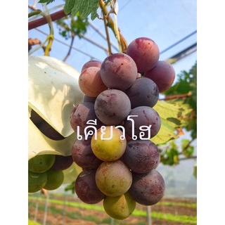 กล้าองุ่นดำเคียวโฮ   🍇🍇🪴กล้าละ 350.- (กล้าแบบเสียบยอด/ขนาด50-60ซม.