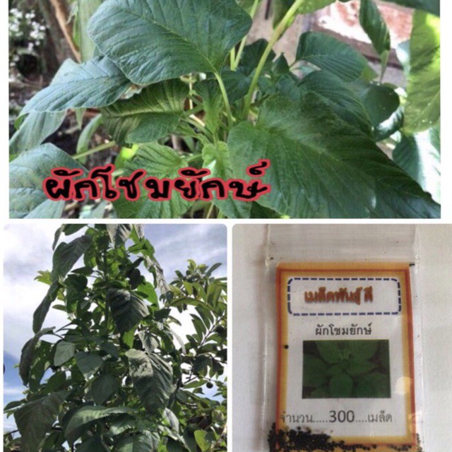 เมล็ดพันธุ์ ผักโขมยักษ์ 1500 เมล็ด ผักโขม ราคาถูก ปลูกง่าย ปลูกไว้ทานกินเอง ซื้อ10แถม1 คละได้