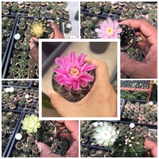 ยิมโน (Gymnocalycium) กระบองเพชร แคคตัส