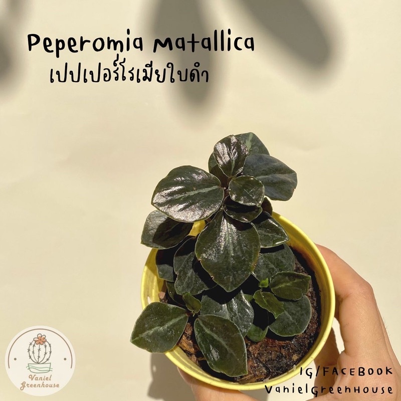 เปเปอร์โรเมียใบดำ(Peperomia matallica) กระถาง 4 นิ้ว