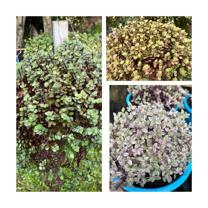 ริบบิ้นชาลี กระถาง 8 นิ้ว สีเหลืองทอง สีเขียว สีชมพู