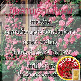 เมล็ดอวบอ้วน100%เมล็ดพันธุ์ กุหลาบเลื้อย กุหลาบ สีชมพู 20 เมล็ด Pink Rose Seed เมล็ดพันธุ์แท้ นำเข้าจากต่างประเทศ ปลูกผั