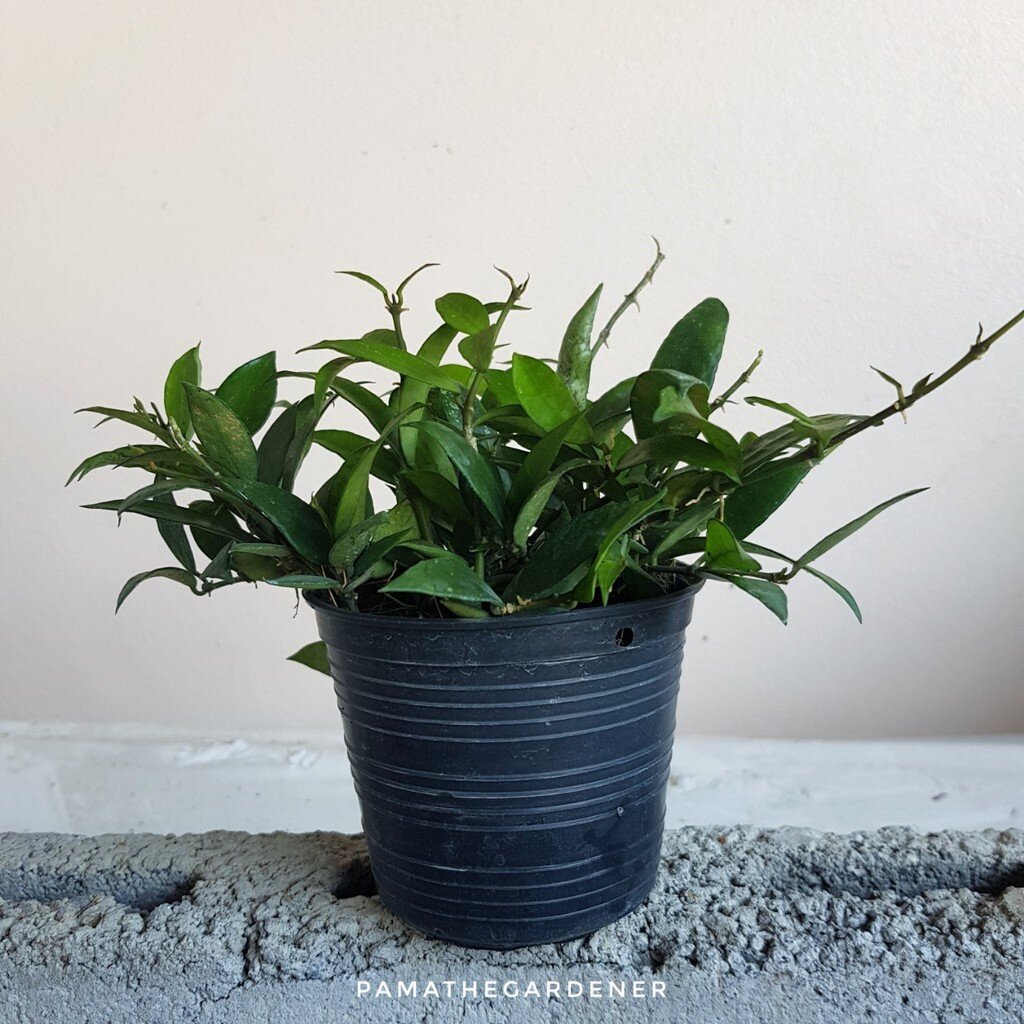 มุมมอง 2