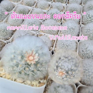 แมมขนแกะ ดอกสีครีม แคคตัส Mammillaria​ ​Bocasana​ V.Multilanata​ รุ่นขนสวยแน่น หนามบาง ขนาด 3-5 Cm. (กระถาง 2 นิ้ว)